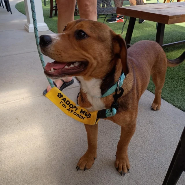 Pawsitive Wednesday! Meet Teddy a feel good customer! He’s adoptable through @dressedrentals and has the sweetest soul!